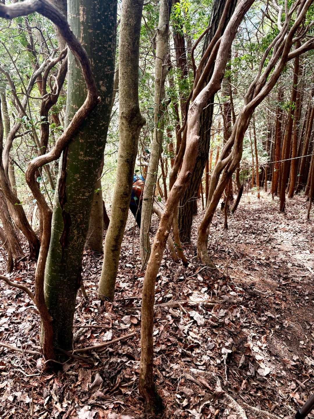 十八神社-額井岳-戒場峠-戒場山-戒長寺 周回コースの写真