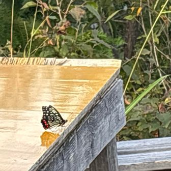 アカボシゴマダラ🦋