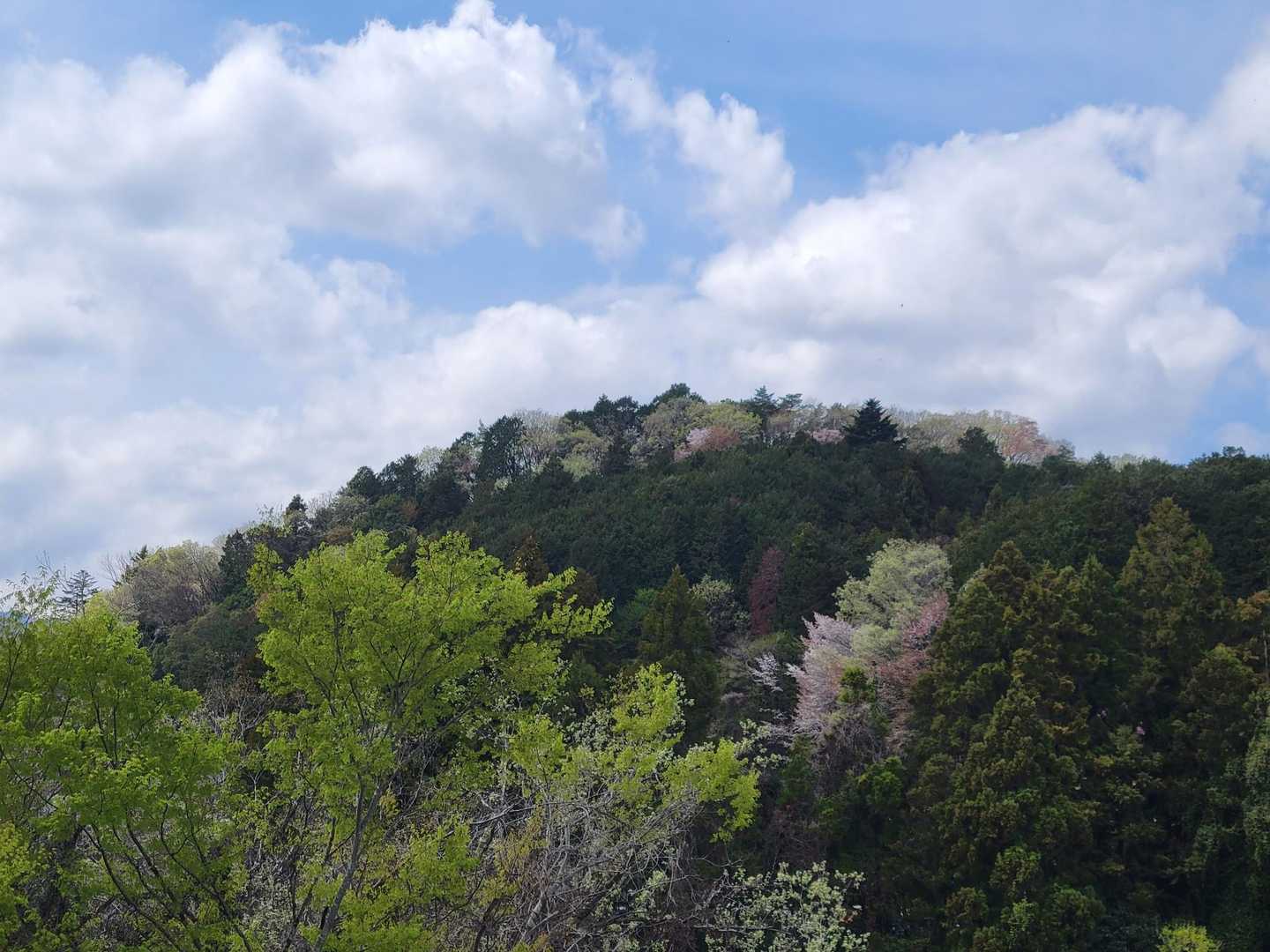 新緑や山桜を見てテンション上がる✨