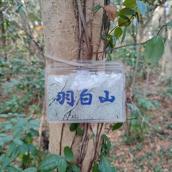 この山頂標識は…。
もしかして良く会社とかでみんながぶら下げてるやつだよね？😄