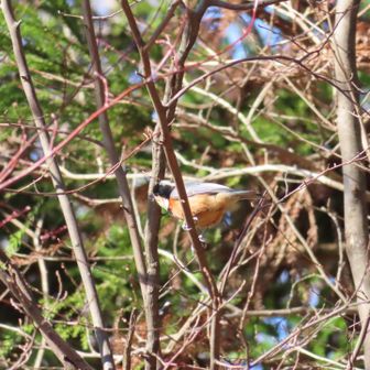 ヤマガラ
こちらを向いた写真は、ピントが合わなかった