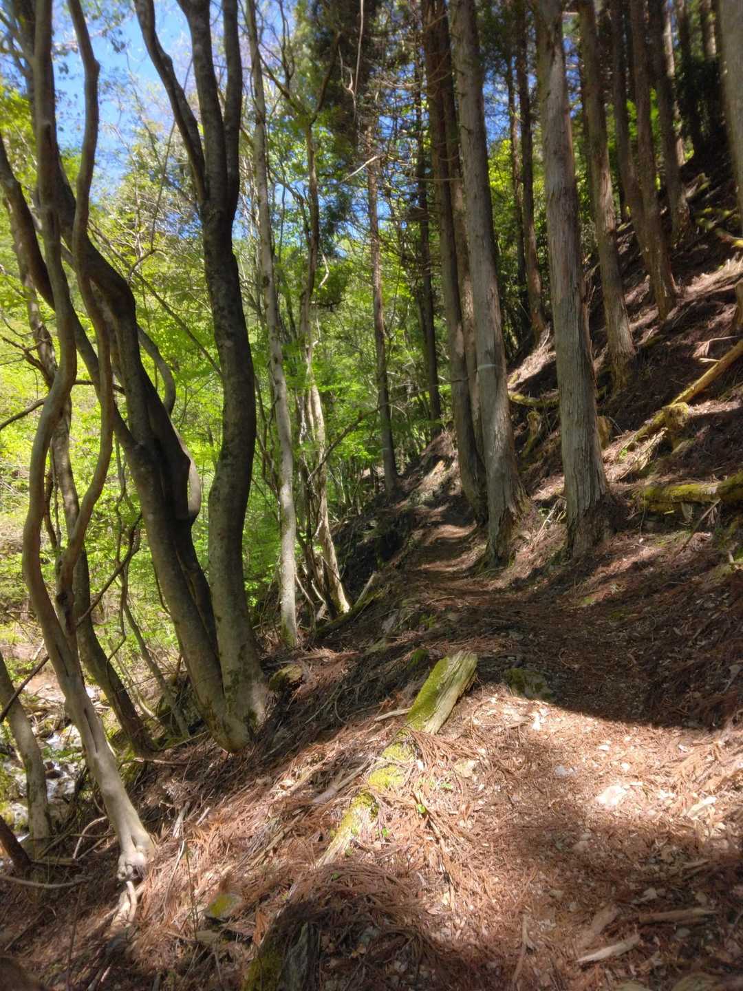 足跡👣のある、すごく分かりやすい登山道を進みます。　何故早く間違いだと気づかなかったのか…。
  ※初めて登る山なのに、意地で分からない道を進むのは危険だと身にしみて反省しました。 　※遭難の原因。