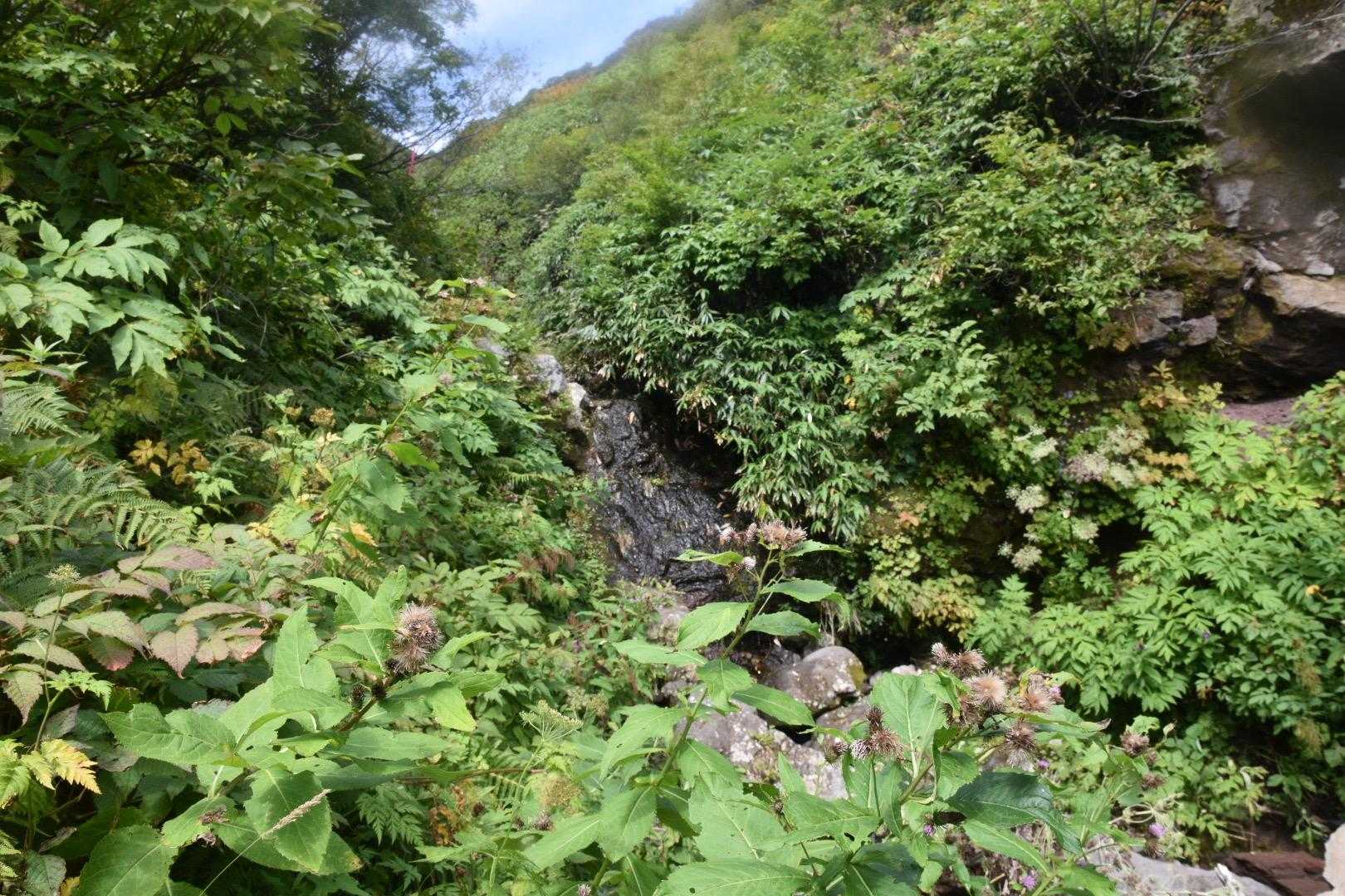 沢沿いに登ります②