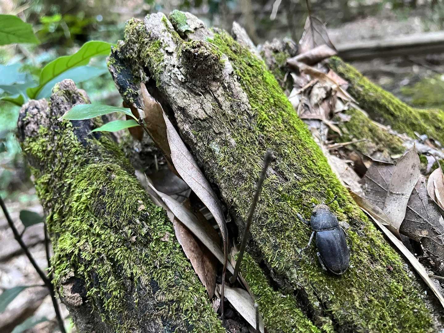 クワガタ♀