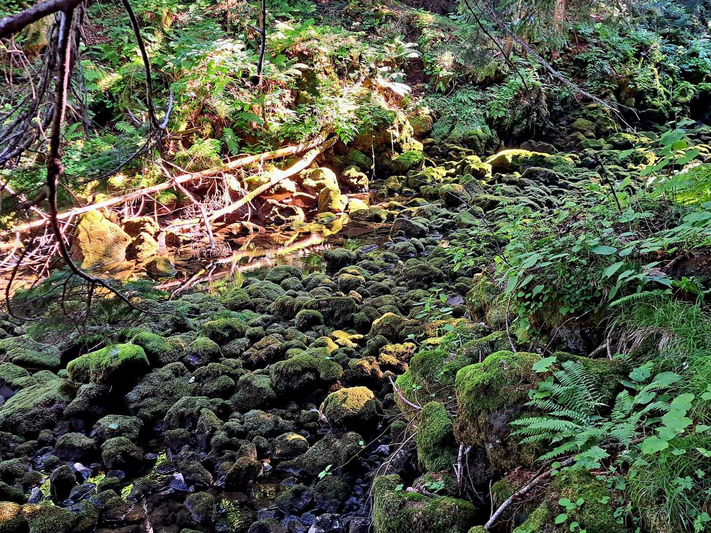 苔がキレイ💚