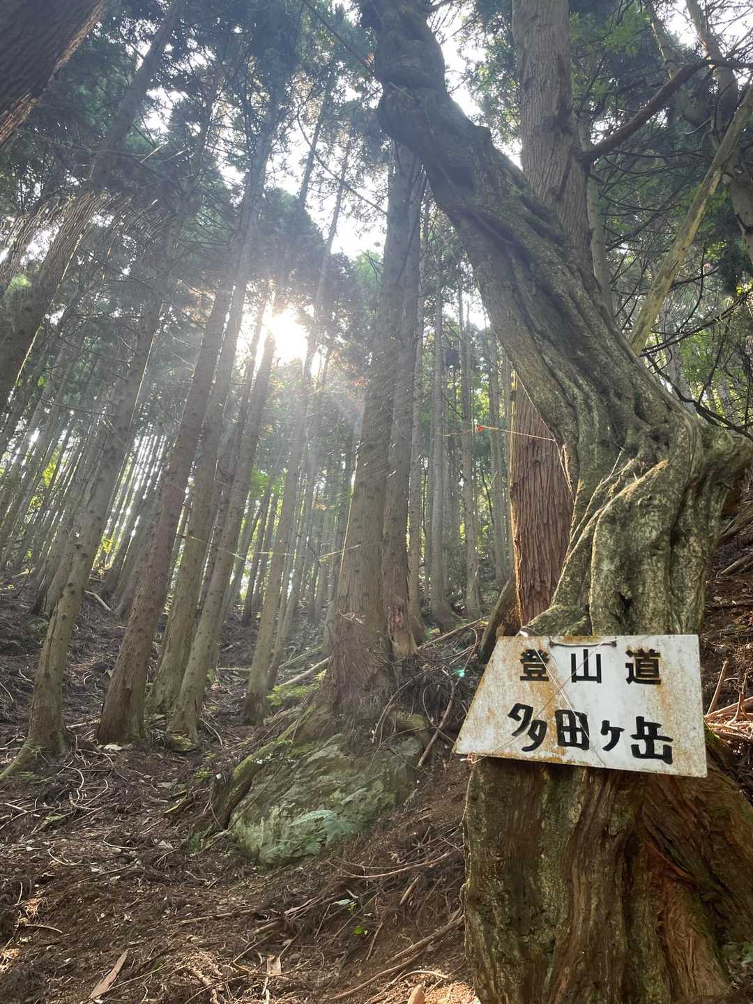 野代コース登山口-多田ヶ岳-多田ヶ岳登山口 周回コースの写真