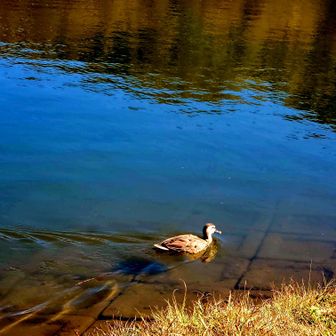カモ🦆