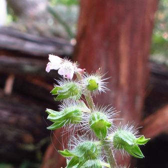 名は知らぬが蜜蜂が結構来てました。