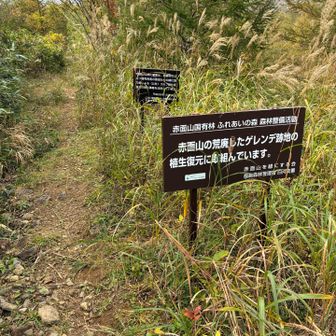 少し藪っぽいけど山道はクッキリ。