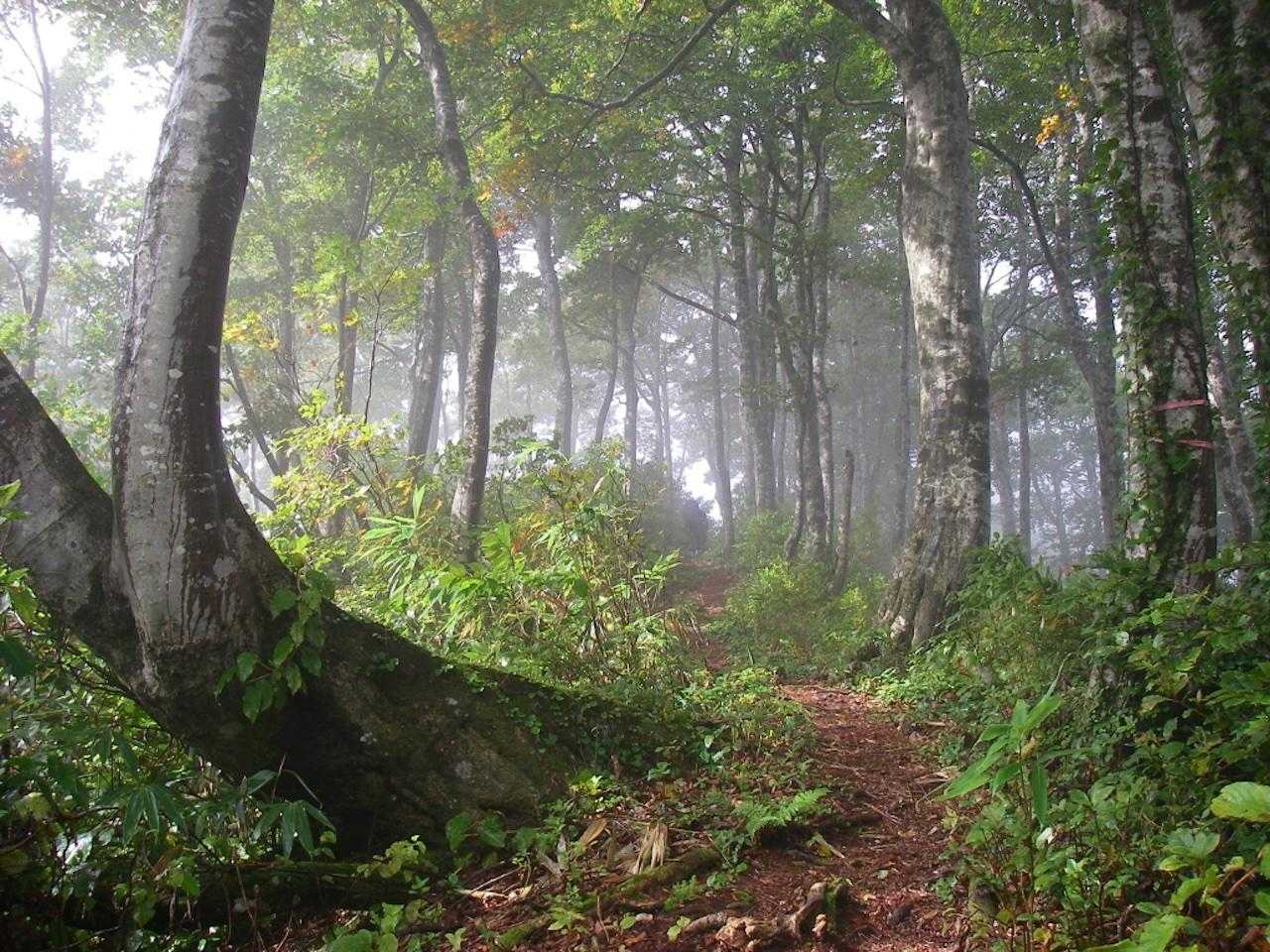 【JAPAN TRAIL】信越トレイル⑤（関田峠 - 伏野峠）の写真