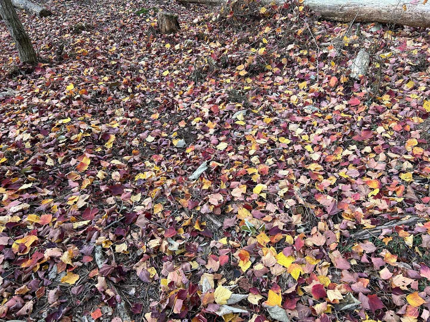 紅葉🍁の絨毯✨