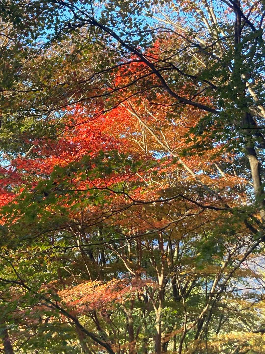 紅葉ですな