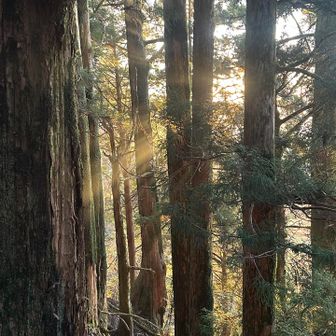 木漏れ日が綺麗過ぎる、肉眼でみたらもっとすごい迫力なんです