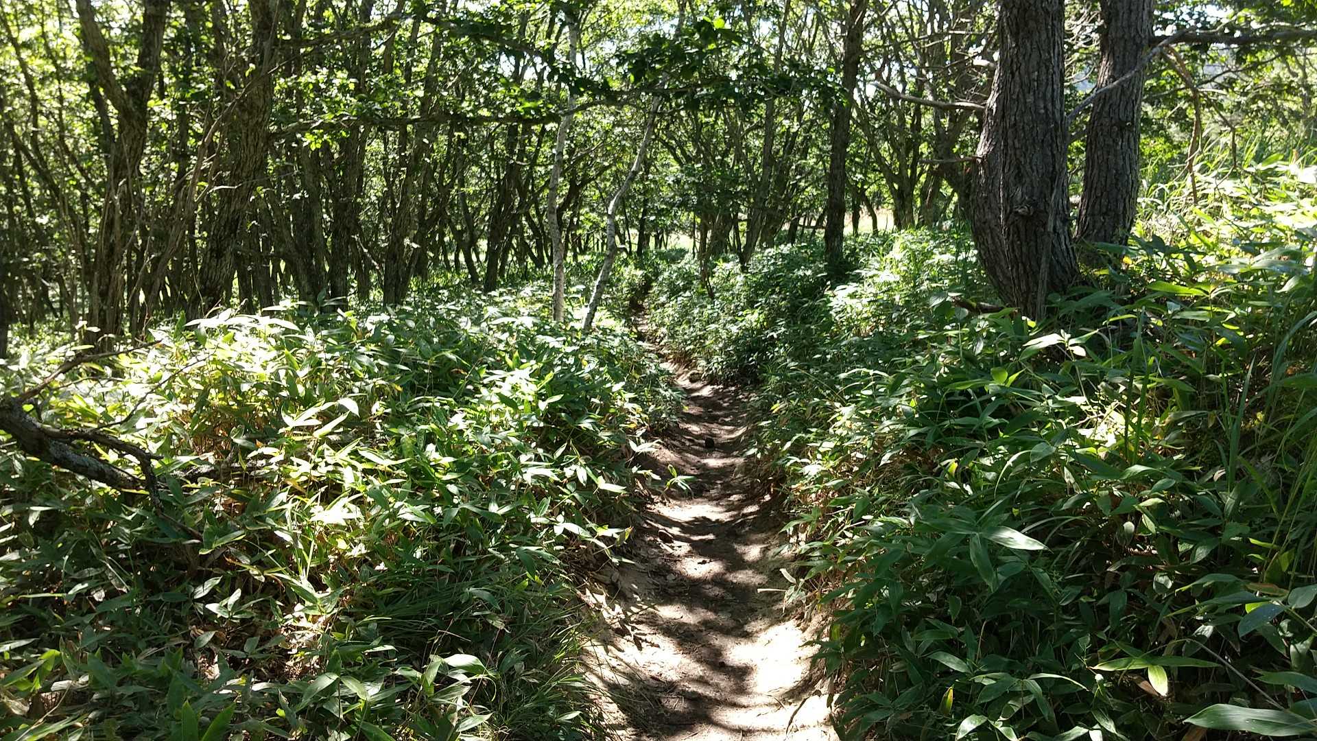 なんか、樹林帯が新鮮に感じます。