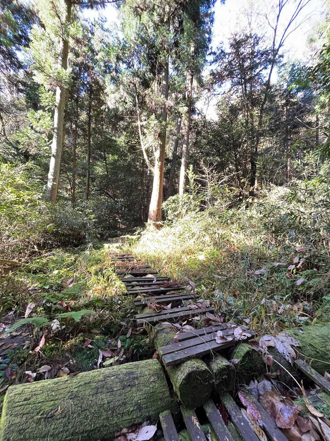 木道が沢にかかってる
この辺りの湿った道には、春、花が咲きそう✨