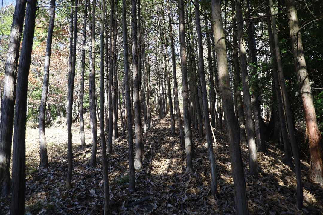 林を抜けて行く