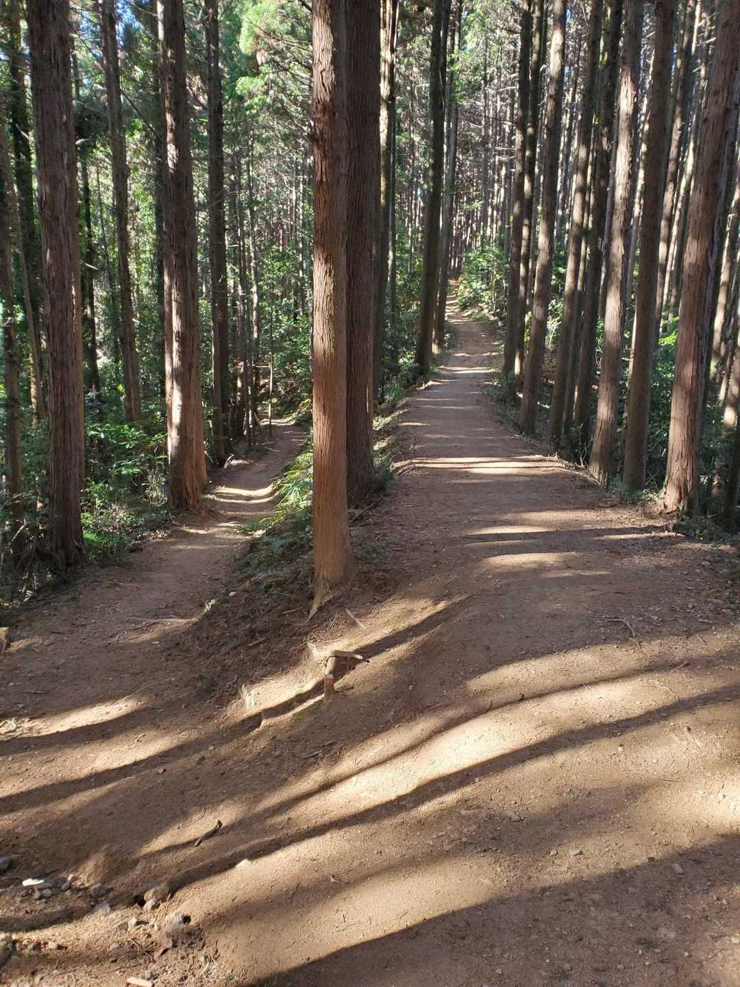 ここ前に来た時も迷った。今日は右。