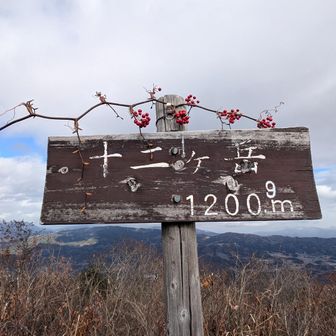 山帰来でクリスマスっぽい🎄.*🎁🎅🌟