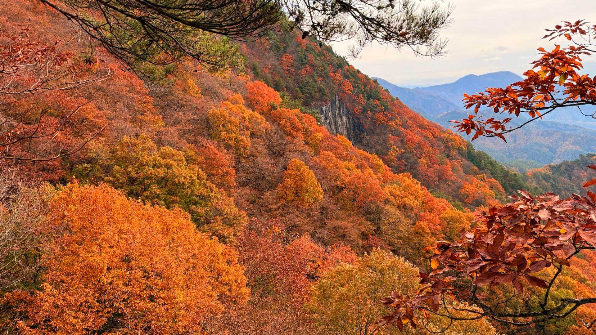うわっ〜山の斜面に朝日が当たって､とってもキレイ🍁😍