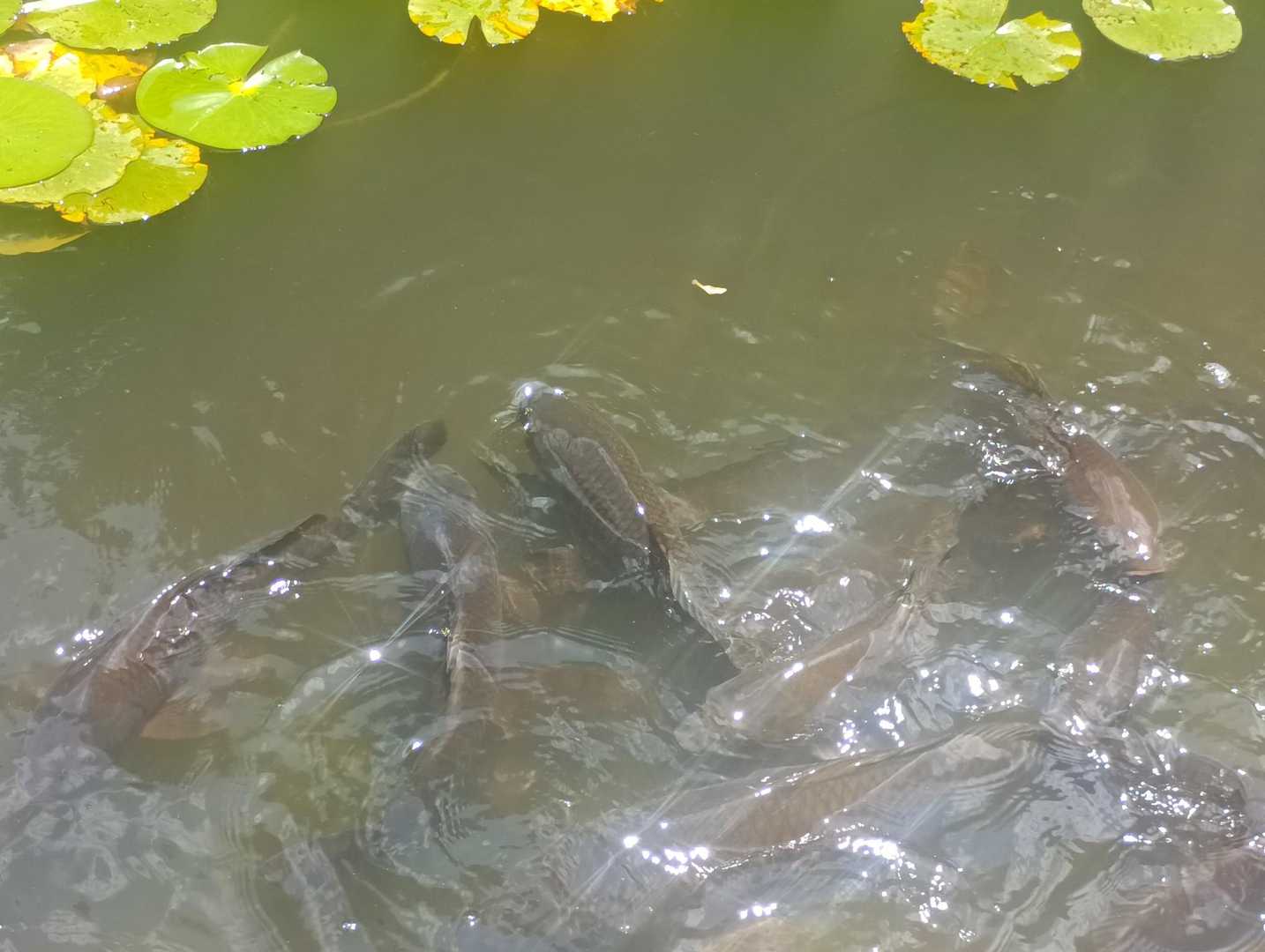鯉が寄ってきた。