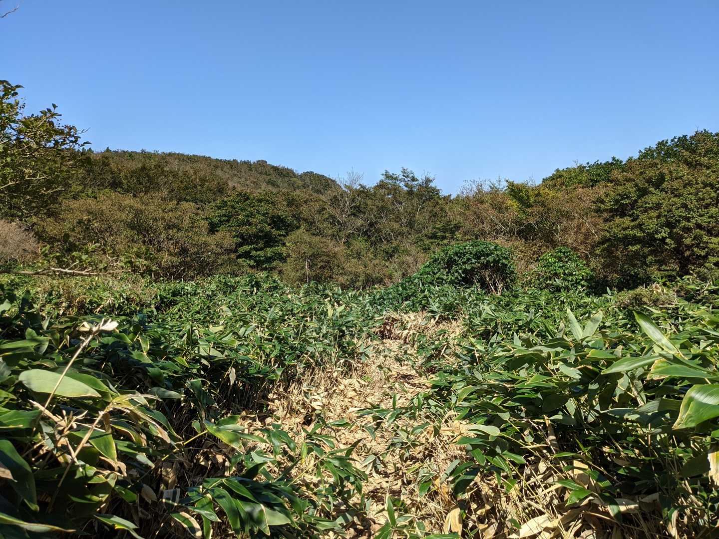 縦走路も歩きやすくなってました