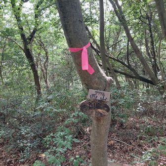 西山山頂