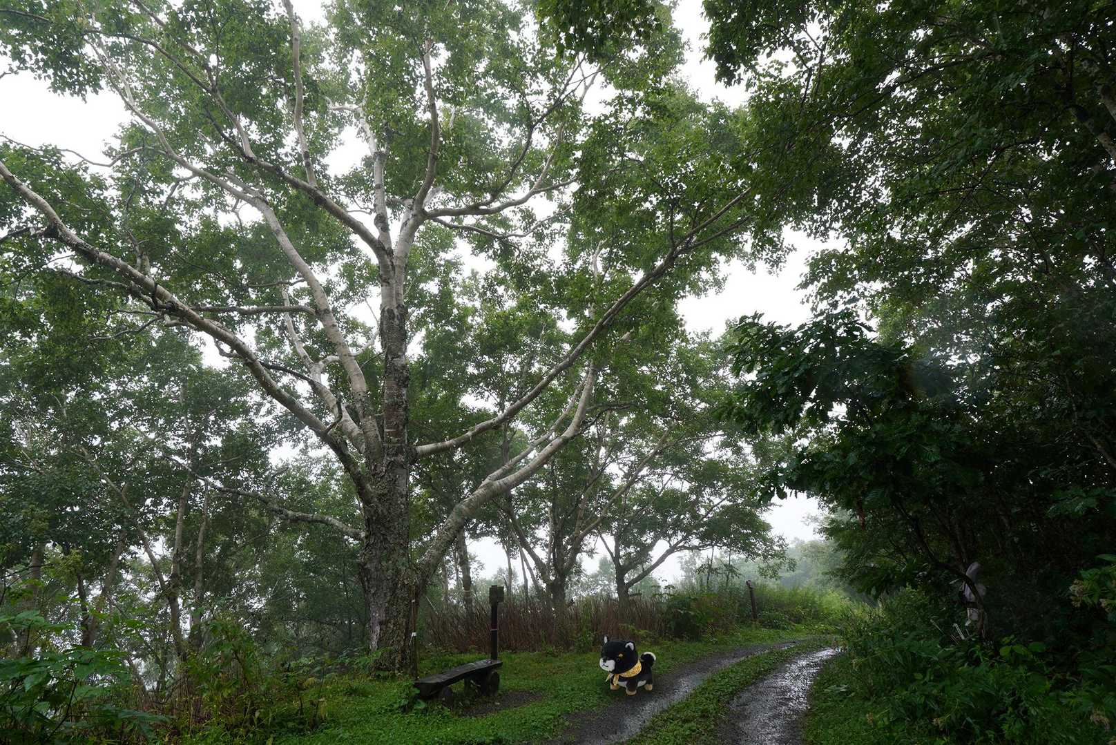 管理車道名物「元気の木」

見上げると、滴る雨がバラバラと顔に落ちてきた。