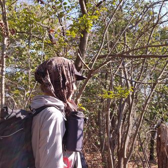 今日もホッカムリ