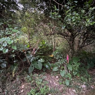 デーサンダームイへの分岐、ジャングル感あり