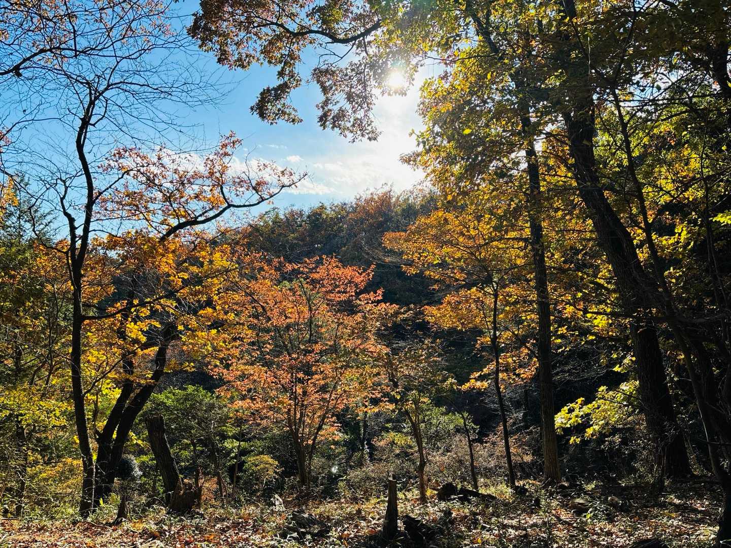 駒形登山口-鳴神山-花台沢ノ頭-三峰山-金沢峠-大形山-吾 縦走コースの写真