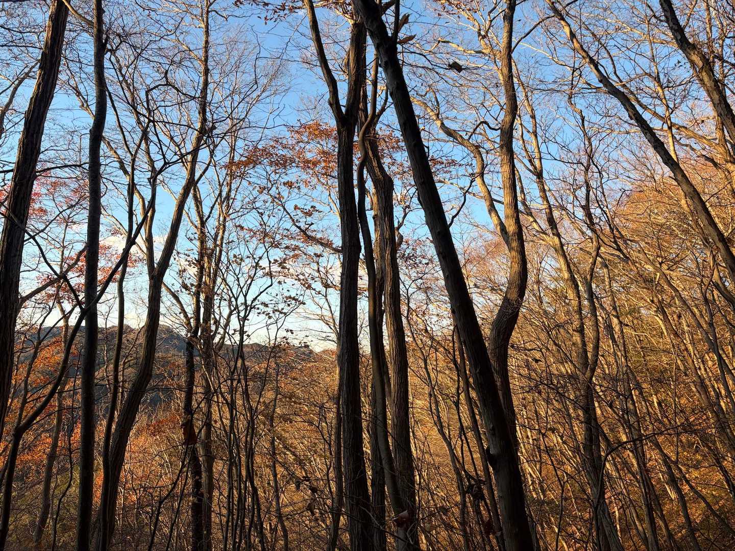 秋ですね🍁って冬かw