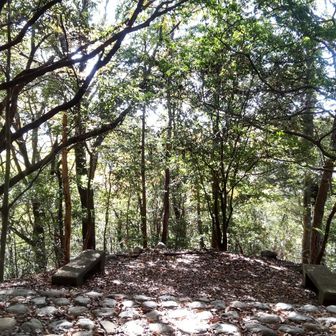 静かな森。
このあと、息子の名前を叫ぶことになる。