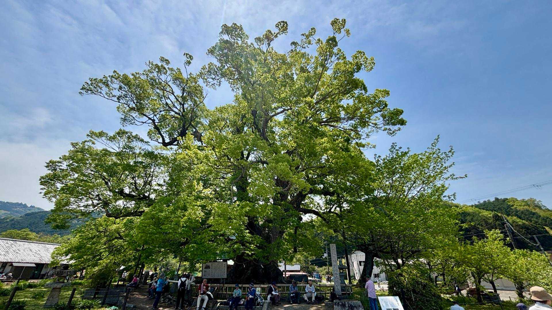 野間の大けやき　樹齢1000年超え🌳