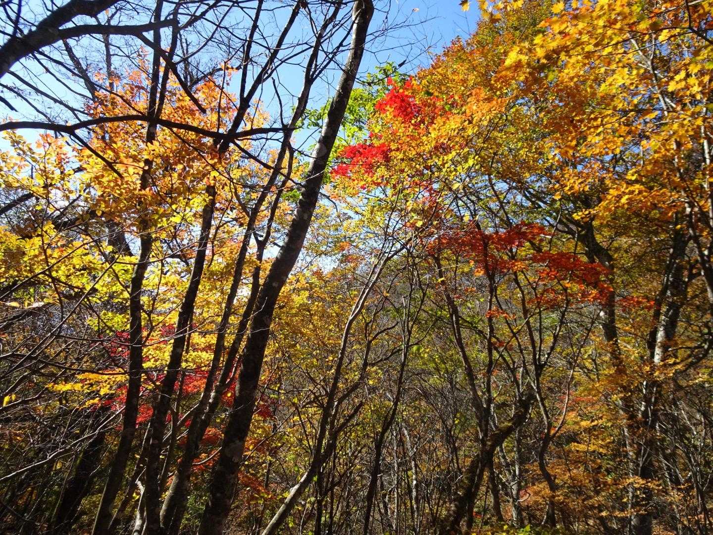 独標-入山峠-旧入山峠-鳥切場-栗ノ木沢ノ頭-醍醐丸-連行 縦走コースの写真