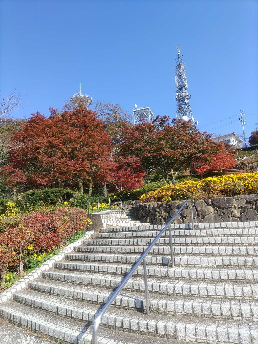 公園のカエデが紅葉しています