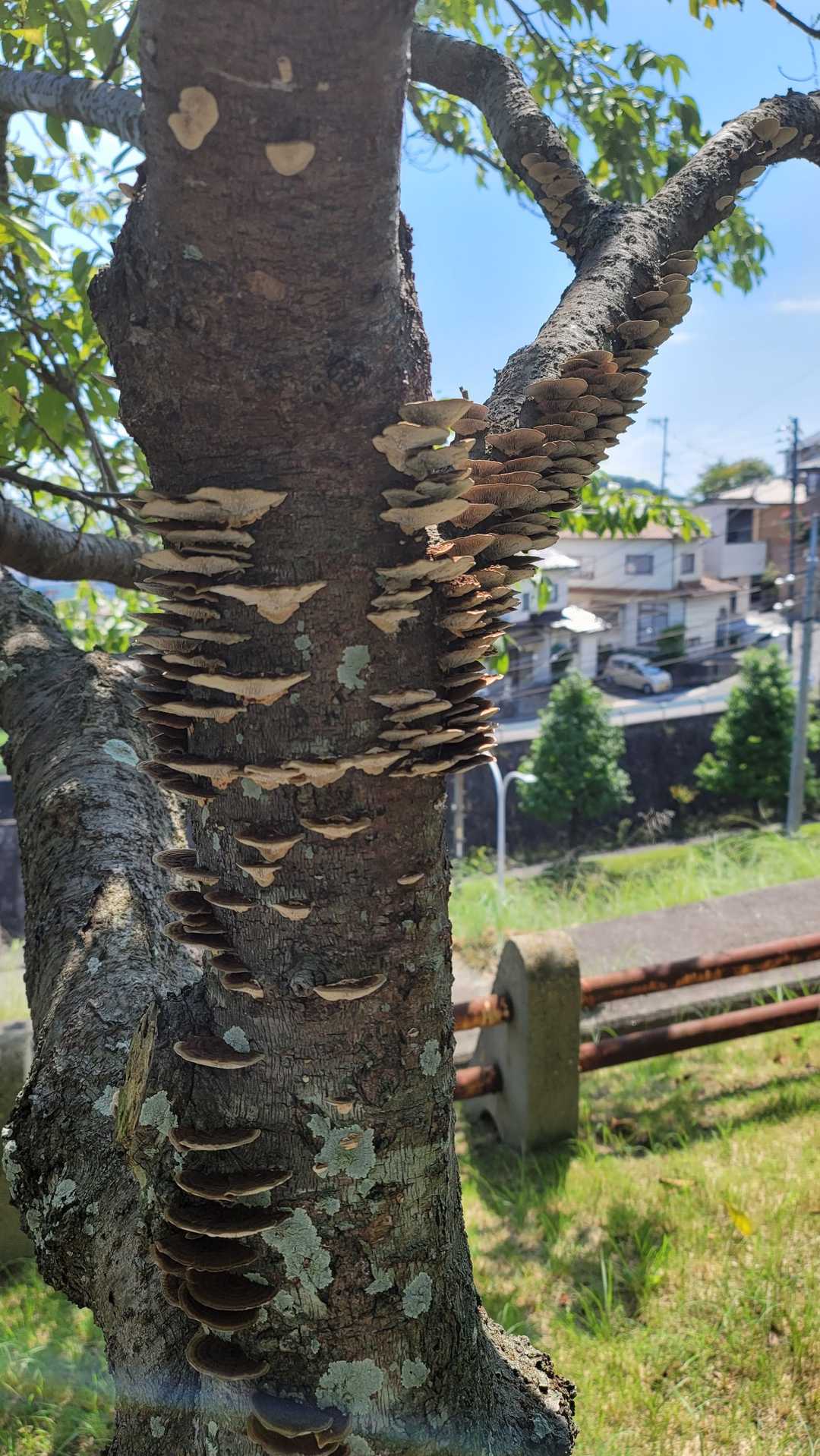 ここまで生えるともうイジメ😵