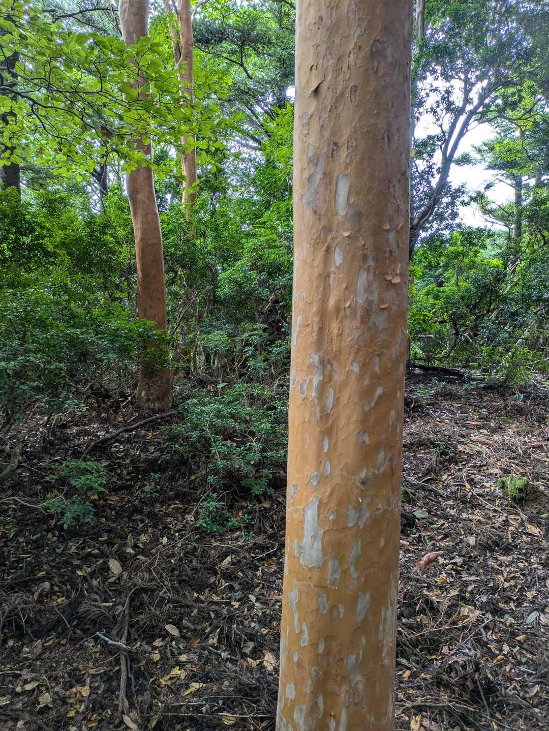 ヒメシャラがアチラコチラに
木肌ですぐ分かります🙂