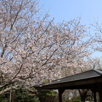 あずまやの屋根と桜