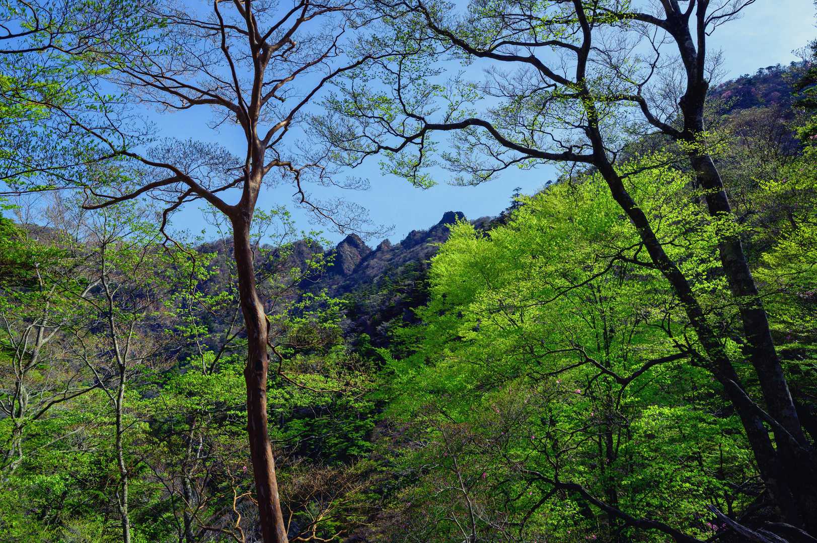 目指す鹿納山　🌲