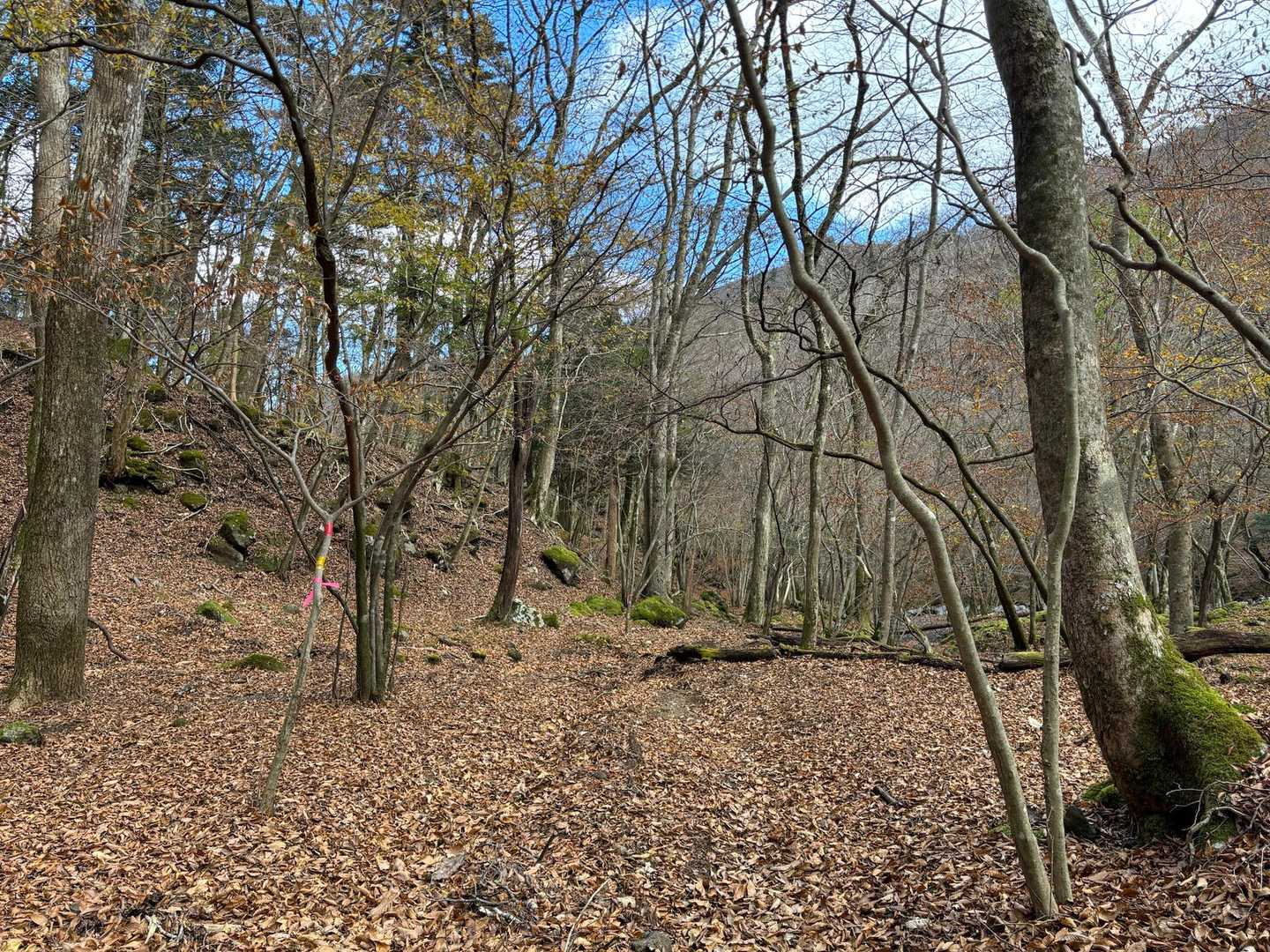 少し落ち着いてきましたが、
落葉の下は小さめの石がごろごろ