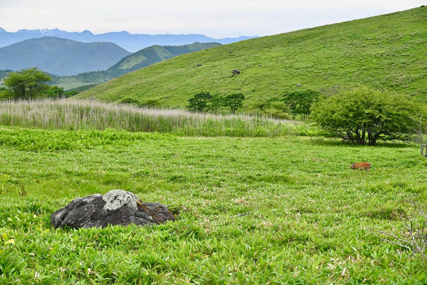 というわけで槍ヶ岳を眺めながら車山湿原の木道を
歩いて帰りまーす

さすが霧ヶ峰

標高1900mの高層湿原には爽やか風が吹いて気持ち良いや

「ん？何かいるよー」