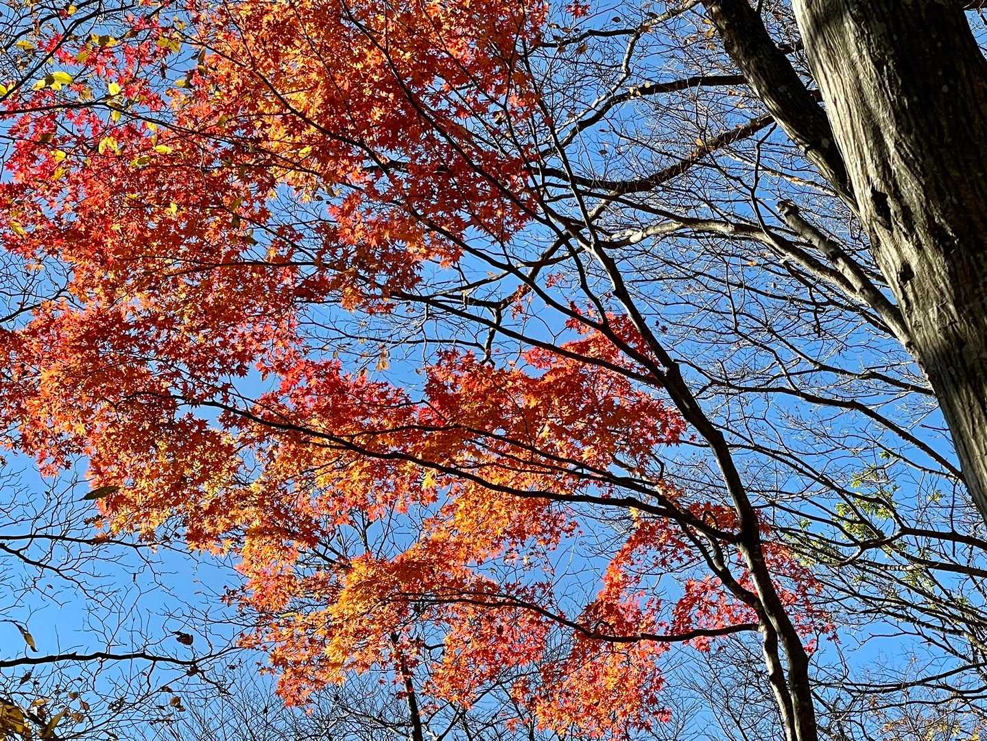 いきなり真っ赤です。
今年はいっぱい紅葉に出会いました、もう終わりと思ってたのにまだ残っていた