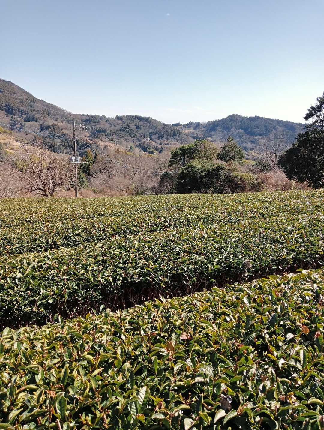 寄バス停-シダンゴ山 往復コースの写真