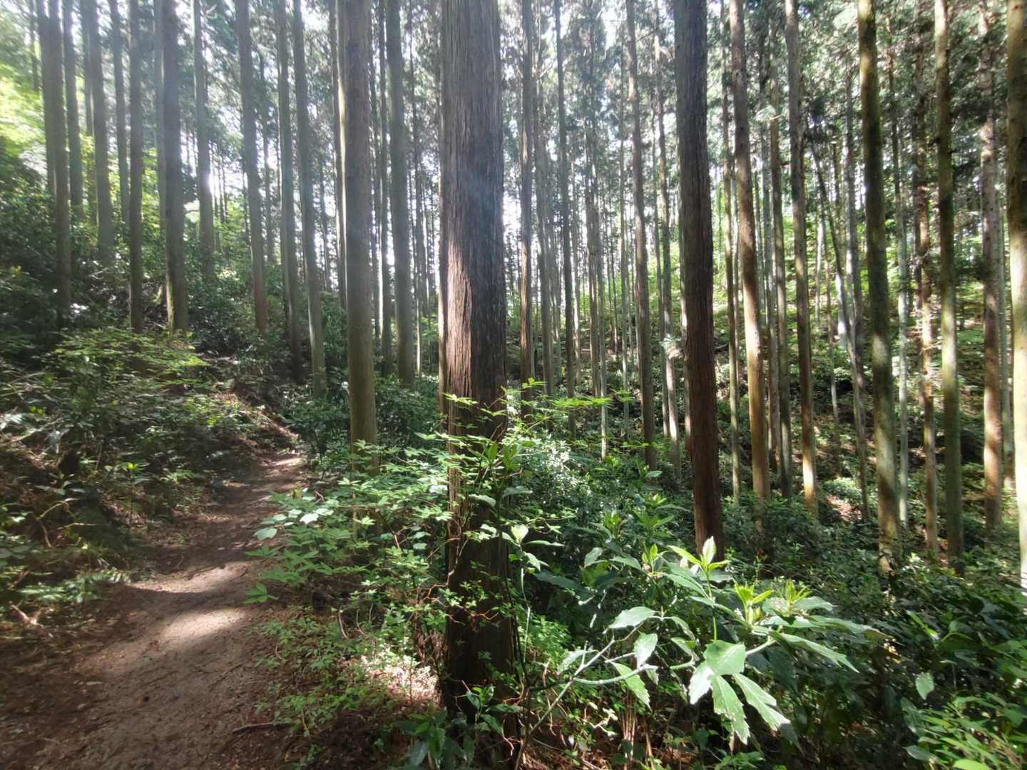 水越峠ダイヤモンドトレイルコースと道の感じが違いすぎてびっくり👀