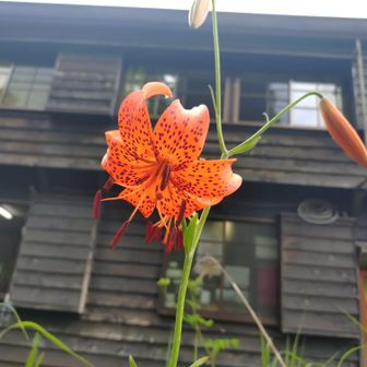 艶っぽいこの花は…🤔