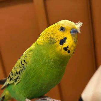 ずん
