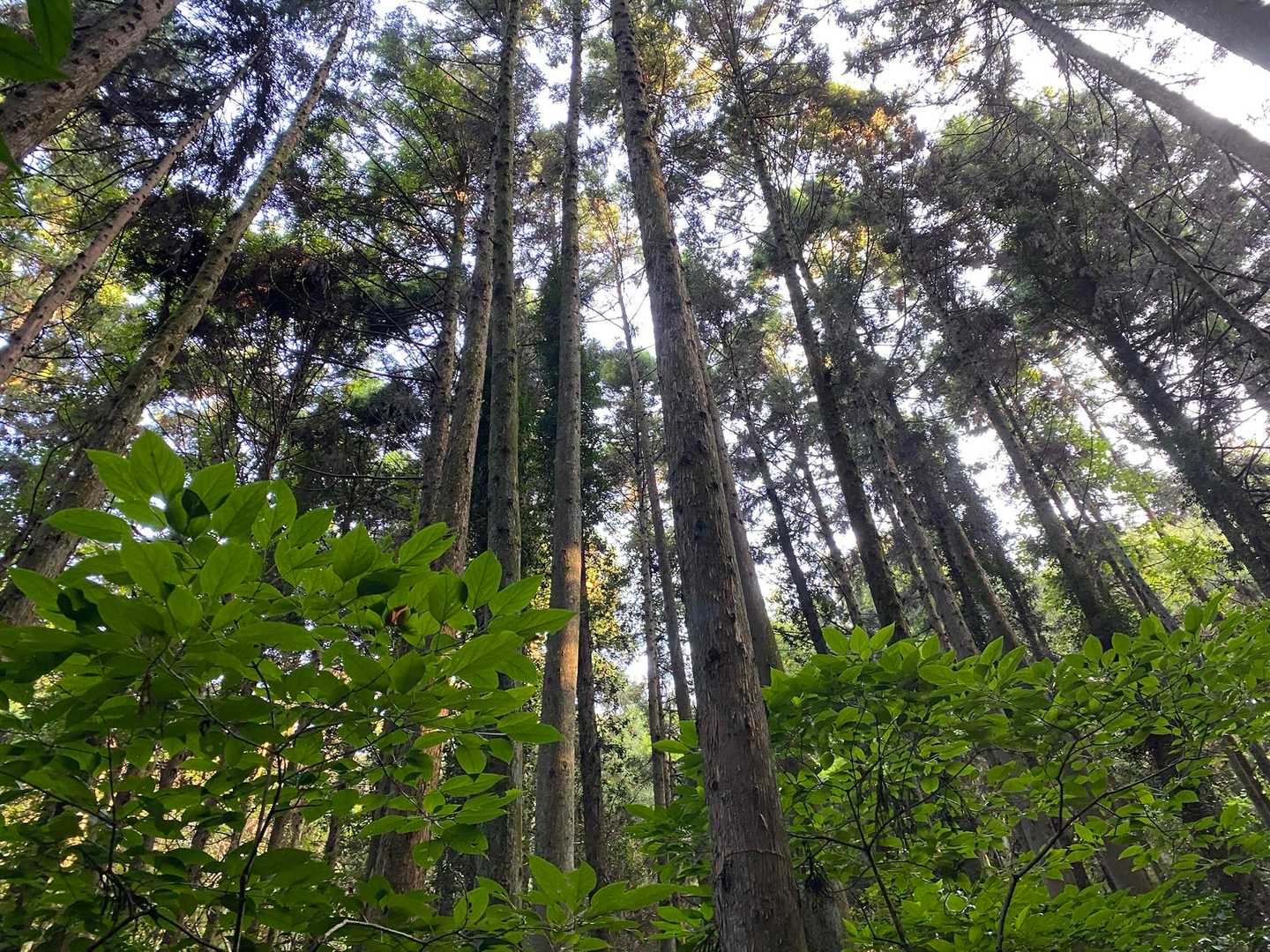 🌲わたしはこのコース2回目だけど好きです😊