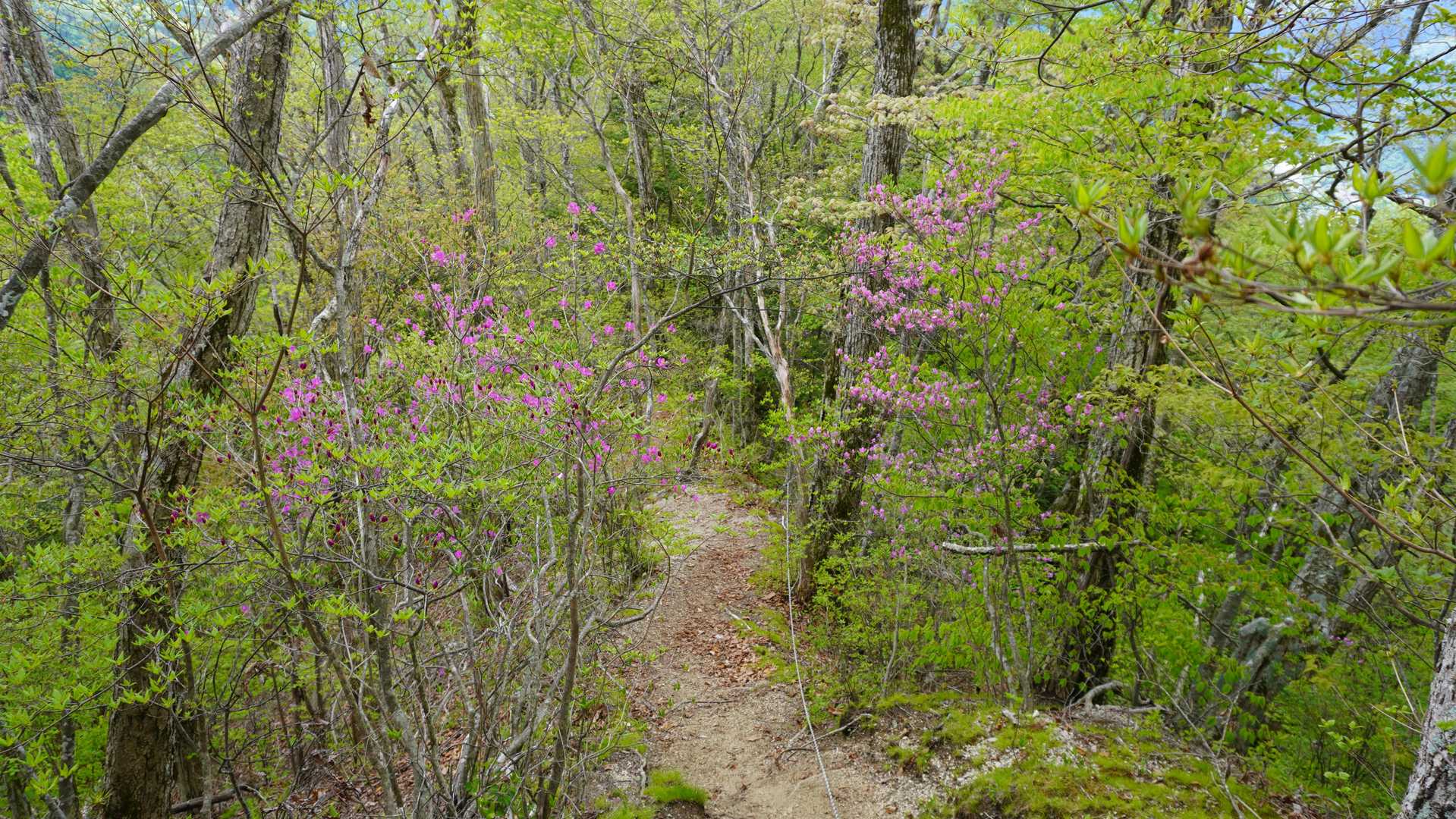 ２時間の遅れを取り戻すべき、速足下山。登りでは気づかなかったが、ツツジが多い。糸瀬山は、ツツジの名所の山だそうだ。