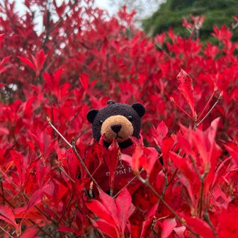 くじゅうの紅葉を
集約したかのような
駐車場のドウダンを堪能して
青空ある方へ移動…