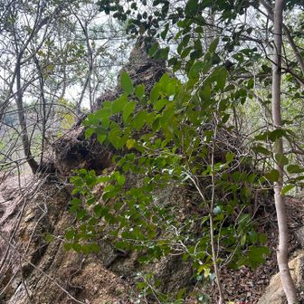 小イタリアンリッジ